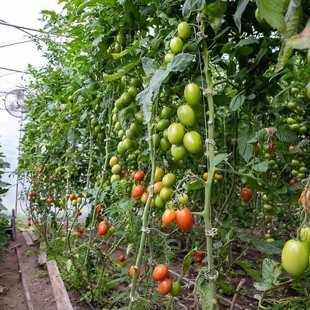 La Vieille Ferme, Ecogite Saint-Fulgence Zewnętrze zdjęcie
