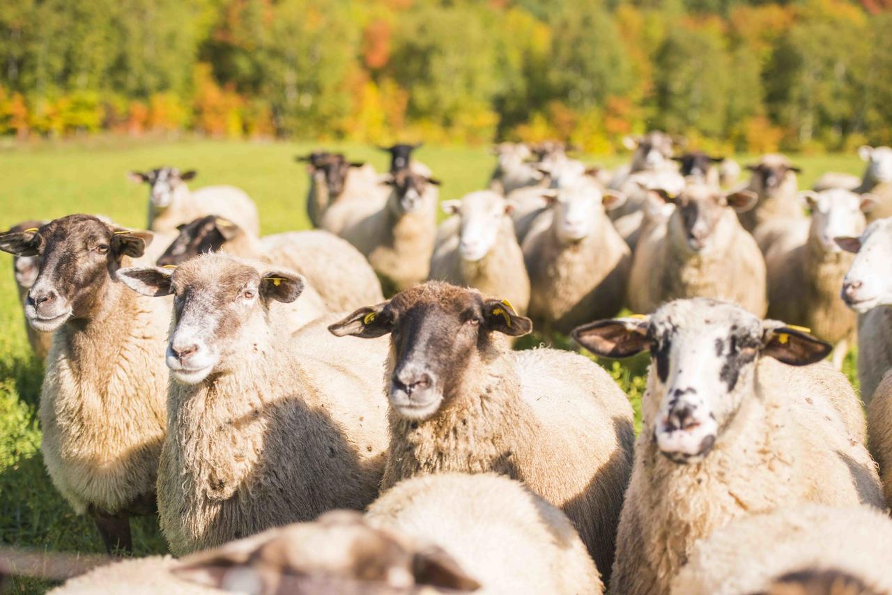 La Vieille Ferme, Ecogite Saint-Fulgence Zewnętrze zdjęcie