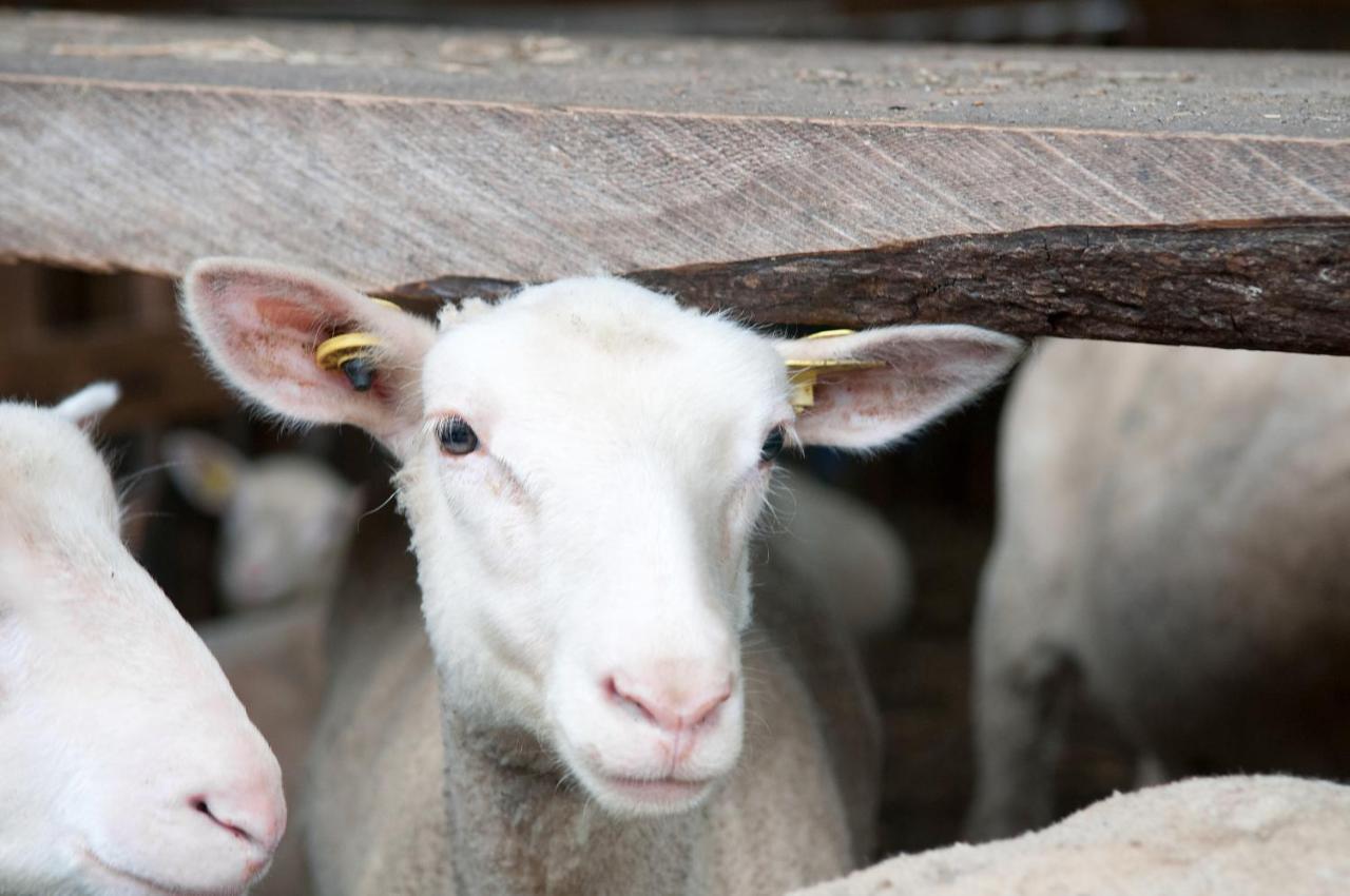 La Vieille Ferme, Ecogite Saint-Fulgence Zewnętrze zdjęcie